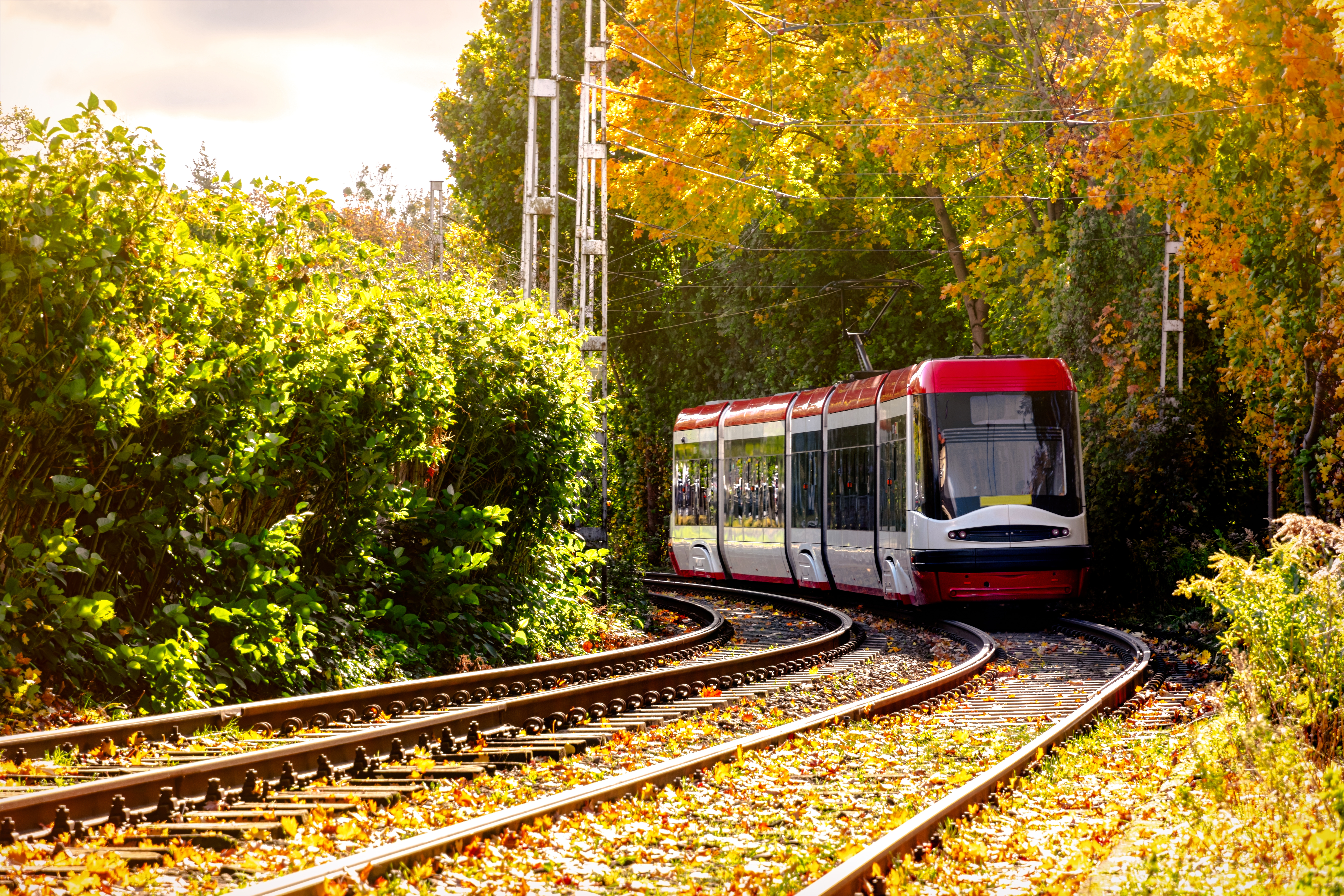 Obywatel Bielik: aplikacja do zbierania zdjęć dla polskiej AI trafiła na smartfony